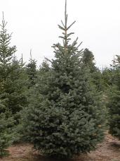 Engelmann Spruce